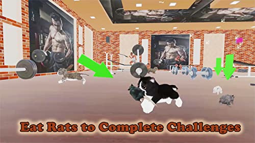 Kitten Cat Vs Six Pack Fitness Master in Gym