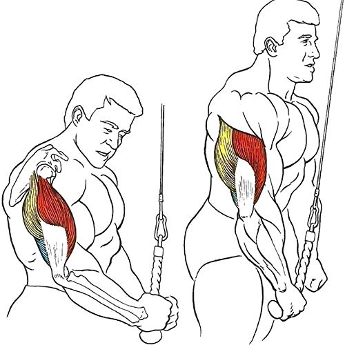 FLBTY Accesorio De Cable Lat, Jalón Lateral, Cuerda De Tríceps para Empujar Y Tirar hacia Abajo para Manija De Banda De Resistencia De Gimnasio Múltiple, Sentado, Barra Giratoria