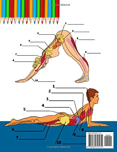 Livro de Pintar da Anatomia do Ioga Para Iniciantes: 50+ Exercícios Coloridos Com Poses de Ioga Para Iniciantes | O Presente Perfeito Para Instrutores de Ioga, Professores e Entusiastas