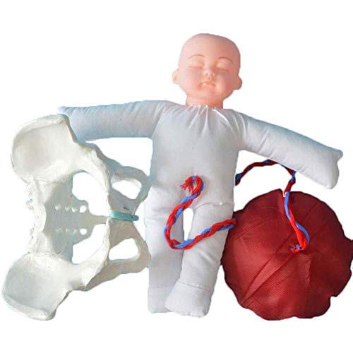 Uziqueif Modelo Femenino De La Pelvis Parto Obstetricia Modelo De Formación Wiht Femenina De La Pelvis Y del Bebé De Ginecología Enseñanza, Parto Simulador con Los Modelos De La Pelvis del Bebé,Model