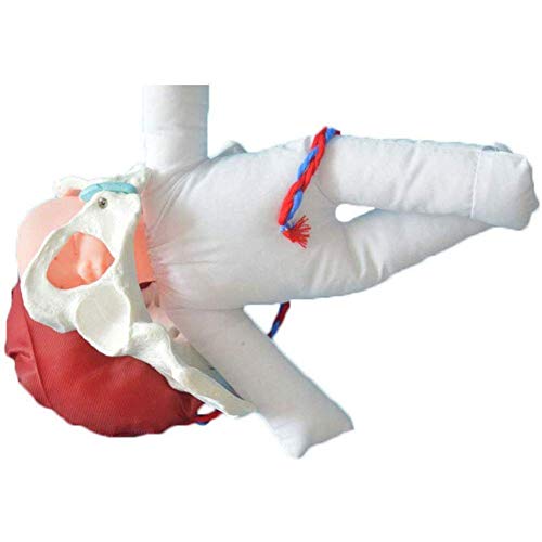 Uziqueif Modelo Femenino De La Pelvis Parto Obstetricia Modelo De Formación Wiht Femenina De La Pelvis Y del Bebé De Ginecología Enseñanza, Parto Simulador con Los Modelos De La Pelvis del Bebé,Model