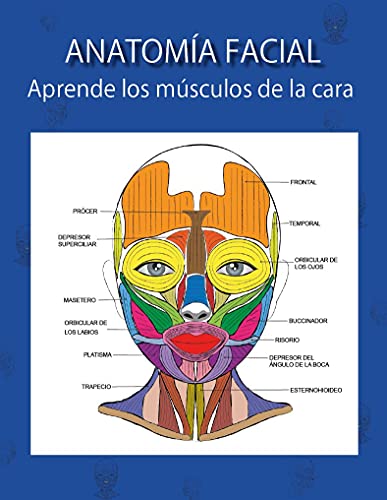 ANATOMÍA FACIAL - Aprende los músculos de la cara