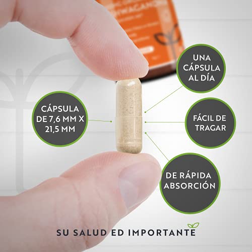 Ashwagandha Orgánica 500mg - KSM-66® Sin Excipientes - 100% Natural Cápsulas Veganas - Suplemento de Ayurvédico de Withania Somnifera (Ginseng Indio) - Hecho en el RU por Nutravita