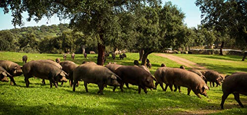 2,5 Kg Paleta Iberica de Cebo Deshuesada Pata Negra 100% Natural - Jamón Ibérico de GUIJUELO | INSIGNIA IBERICA