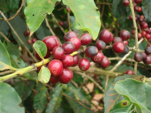 CAFES GUILIS DESDE 1928 AMANTES DEL CAFE Café Colombiano en Grano Arábica Tueste Natural. Finca Mocatán 1 Kilogramo