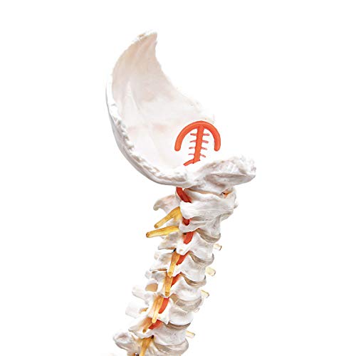 Elementary Anatomy - Modelo Anatómico Humano - Columna Vertebral Humana, Flexible, Modelo de Espina Dorsal, Versión Económica para Enseñanza Escolar