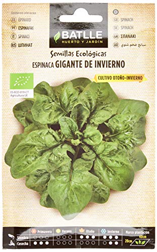 Espinaca Gigante de Invierno - ECO