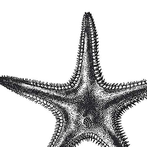 Nacnic Lámina de Estrella de mar. Posters con animales en blanco y negro. Tamaño A4 con marco