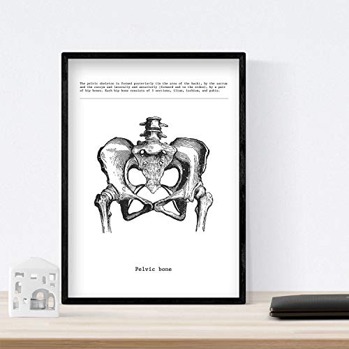 Nacnic Posters de anatomía en blanco y negro con imágenes del cuerpo humano. Láminas sobre biología y medicina con detalle de "Pelvis". Tamaño A4. Sin Marco.