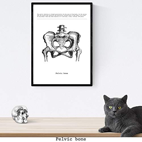 Nacnic Posters de anatomía en blanco y negro con imágenes del cuerpo humano. Láminas sobre biología y medicina con detalle de "Pelvis". Tamaño A4. Sin Marco.