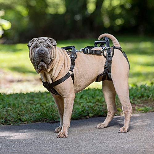 PetSafe Carelift - Arnés de Soporte - Soporte de Cuerpo Completo con Asa - Ideal para Perros Enfermos o Mayores - Material Transpirable y Cómodo - Fácil Ajuste - Perro Grande