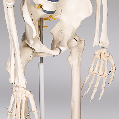 TecTake modelo médico anatómica esqueleto humano esquelético 181cm