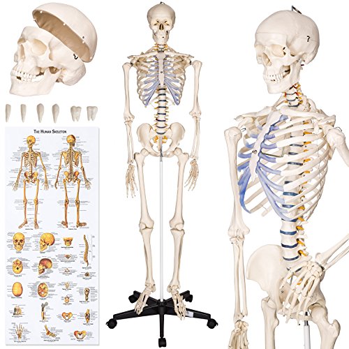 TecTake modelo médico anatómica esqueleto humano esquelético 181cm