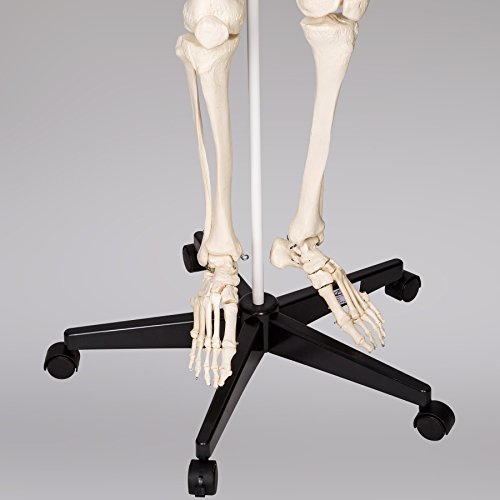 TecTake modelo médico anatómica esqueleto humano esquelético 181cm