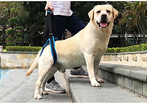 Tineer Dog Lift Arnés para piernas traseras Soporte para Mascotas Arnés Cabestrillo Trasero Ayuda Piernas débiles Levántate Soporte Arnés de Equilibrio para Artritis Rehabilitación Perros (S)