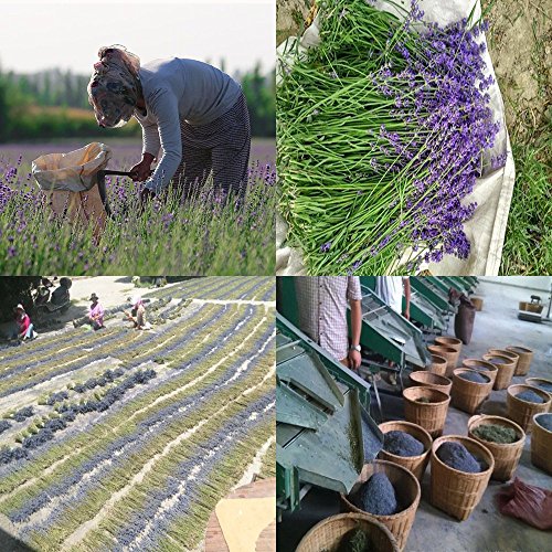 TooGet Fragante Flores Secas de Lavanda, Natural Brotes Secos de Lavanda, 100% Puro Lavanda Seca, Grado Superior - 225g