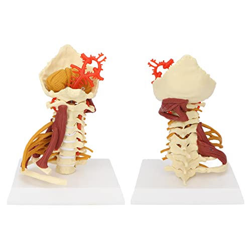 Modelo Anatómico de Visualización Y Aprendizaje de la Columna Cervical, Suministros de Modelo de Columna Cervical para Estudiantes de Medicina