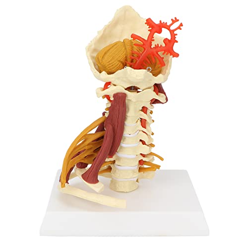 Modelo Anatómico de Visualización Y Aprendizaje de la Columna Cervical, Suministros de Modelo de Columna Cervical para Estudiantes de Medicina