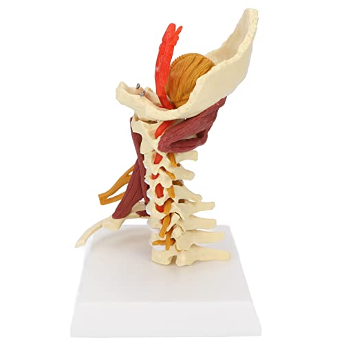 Modelo Anatómico de Visualización Y Aprendizaje de la Columna Cervical, Suministros de Modelo de Columna Cervical para Estudiantes de Medicina