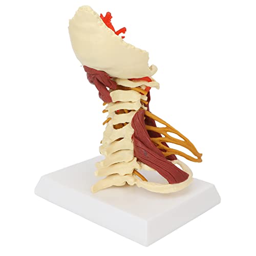 Modelo de Columna Cervical, Modelo de Vértebra Desmontable de Diseño de Tamaño Completo 1:1 para Aula Anatómica para Presentaciones de Enseñanza