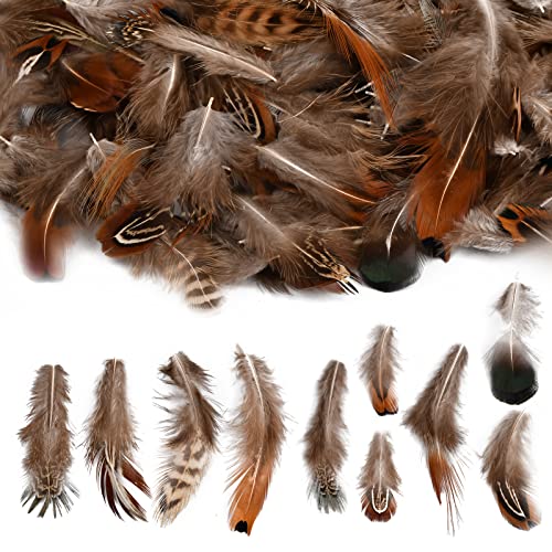 Pinsheng 10 Estilos Plumas Artesanales Surtidas, 200 Piezas Plumas de Pollo Naturale Plumas de Faisán Decorado Manualidades para DIY Pendiente Alas Dream Catcher Artesanía Actividades Boda Decoración