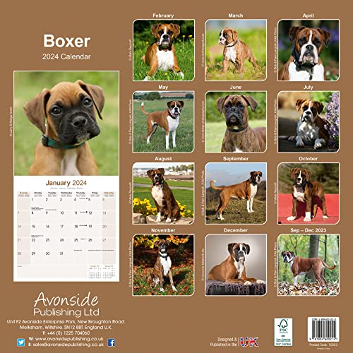 Boxer (Euro) Calendar 2024 Square Dog Breed Wall Calendar - 16 Month