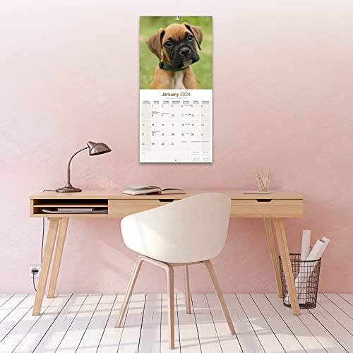 Boxer (Euro) Calendar 2024 Square Dog Breed Wall Calendar - 16 Month