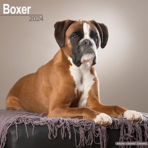 Boxer (Euro) Calendar 2024 Square Dog Breed Wall Calendar - 16 Month