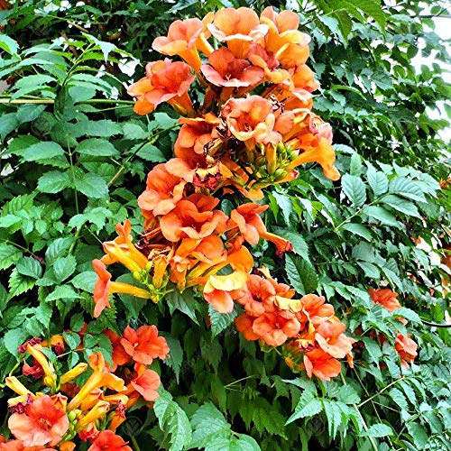 Campsis 'Radicans' Vid de Trompeta Arbusto Caducifolio Planta Trepadora para Jardín | Maceta de 9cm