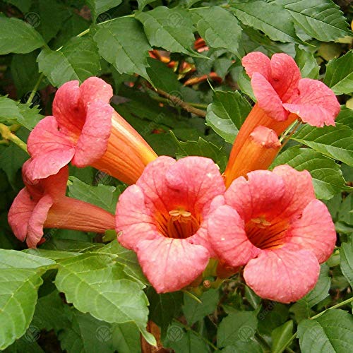 Campsis 'Radicans' Vid de Trompeta Arbusto Caducifolio Planta Trepadora para Jardín | Maceta de 9cm