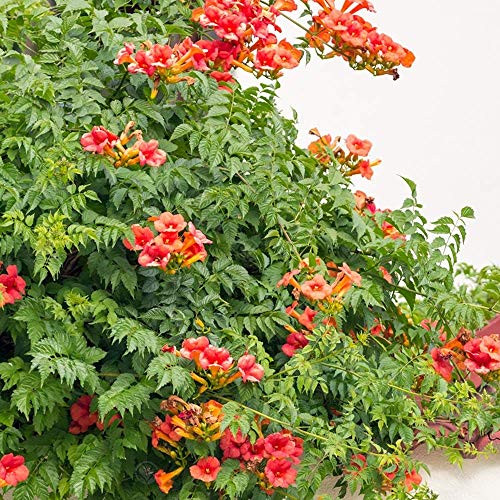 Campsis 'Radicans' Vid de Trompeta Arbusto Caducifolio Planta Trepadora para Jardín | Maceta de 9cm