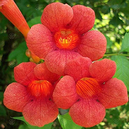 Campsis 'Radicans' Vid de Trompeta Arbusto Caducifolio Planta Trepadora para Jardín | Maceta de 9cm