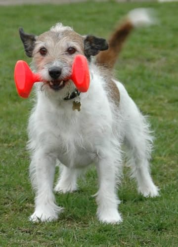 COMPANY OF ANIMALS Training Dumbbell, Flota, Lanzamiento a distancia, Juguete clásico de recuperación, Adiestramiento de cachorros y perros de caza. Accesorio para perros pequeños y cachorros, Talla S