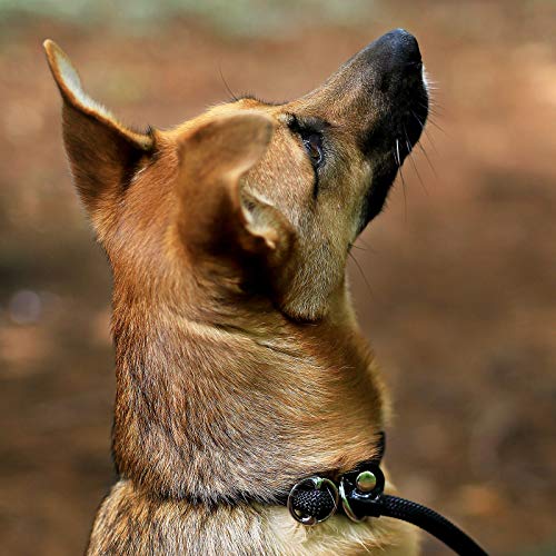 lionto Correa Retriever Correa de Perro Correa de Entrenamiento, Longitud 120 cm Negro