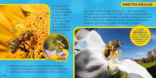 Mi primer gran libro de bichos (National Geographic Kids)