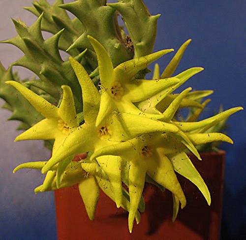 Orbea Lutea ~ Yellow ~ Carrion magnífico Stapelia sumamente escasas suculentas 3 Semillas ~