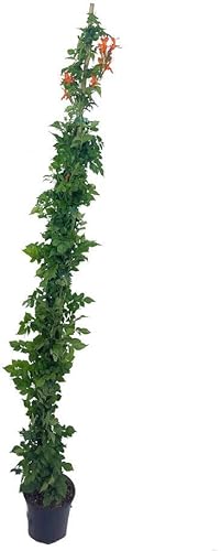 PLANTA TREPADORA NATURAL BIGNONIA CAPENSIS RADICANS M20 170CM PARA EXTERIOR CON FLORES EN FORMA DE CAMPANA NARANJA