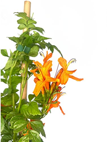 PLANTA TREPADORA NATURAL BIGNONIA CAPENSIS RADICANS M20 170CM PARA EXTERIOR CON FLORES EN FORMA DE CAMPANA NARANJA