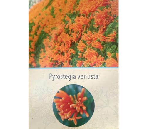 PLANTA TREPADORA NATURAL BIGNONIA VENUSTA 180CM M20 PARA EXTERIOR FLORES COLOR NARANJA