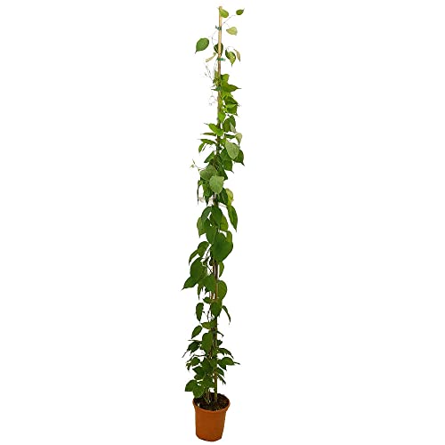 PLANTA TREPADORA NATURAL BIGNONIA VENUSTA 180CM M20 PARA EXTERIOR FLORES COLOR NARANJA