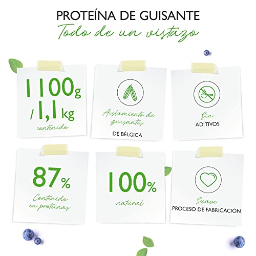 Vit4ever Proteína aislada de guisante en polvo 1,1 kg / 1100 g - 87% de contenido proteico - 100% pura - Origen Bélgica - Vegano - Sin gluten, soja ni lactosa